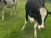 Girl Becomes Alarmed Following With A Herd Of Cows