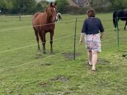 Lady's Frst Meeting With a Beautiful Horse