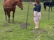 Lady's Frst Meeting With a Beautiful Horse