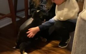 Siblings Return Home From School And.. - Animals - VIDEOTIME.COM