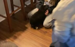 Siblings Return Home From School And.. - Animals - Videotime.com