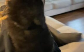 Siblings Return Home From School And.. - Animals - VIDEOTIME.COM