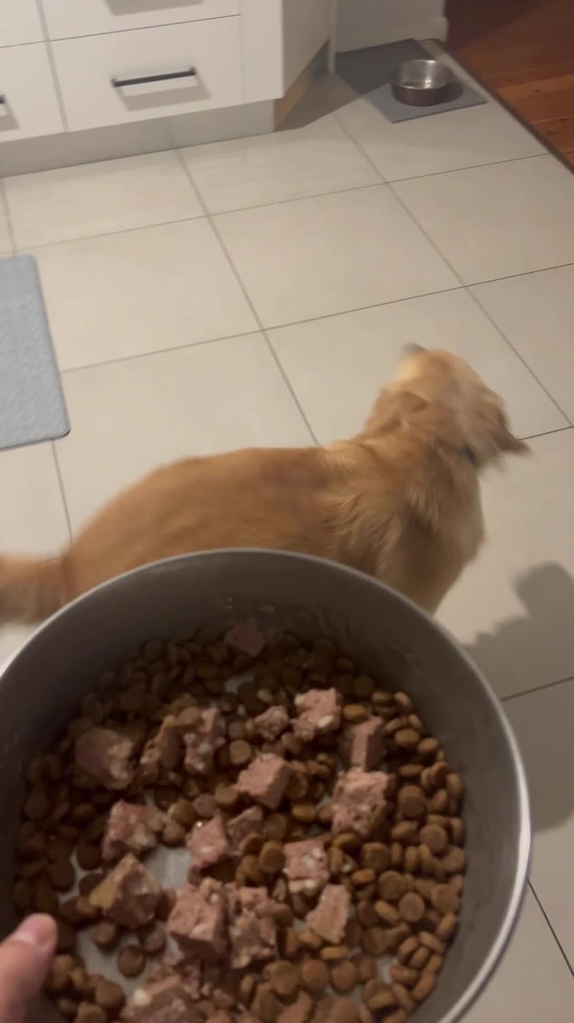 Dog Has a Hysterical Reaction to Dinner
