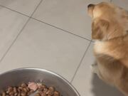 Dog Has a Hysterical Reaction to Dinner - Animals - Y8.COM