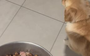 Dog Has a Hysterical Reaction to Dinner - Animals - VIDEOTIME.COM