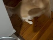 Dog Has a Hysterical Reaction to Dinner