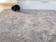 Bunny Tries To Improve Its 'Hopping' Game