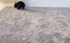 Bunny Tries To Improve Its 'Hopping' Game - Animals - VIDEOTIME.COM