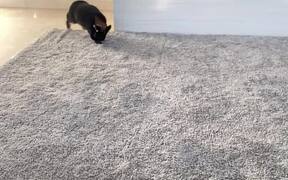 Bunny Tries To Improve Its 'Hopping' Game - Animals - VIDEOTIME.COM