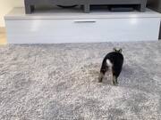 Bunny Tries To Improve Its 'Hopping' Game
