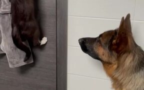 The Purfect Escape Plan - Animals - VIDEOTIME.COM