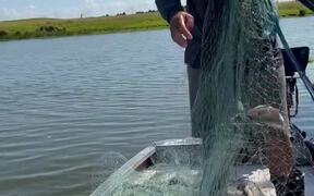 Biggest Fish Haul - Animals - VIDEOTIME.COM
