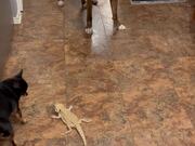 Caring Dog Watches Over SMOL Bearded Dragon