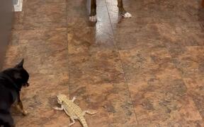 Caring Dog Watches Over SMOL Bearded Dragon - Animals - VIDEOTIME.COM