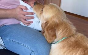 Dog Welcomes Newborn Baby Home