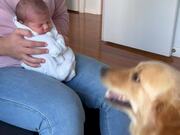 Dog Welcomes Newborn Baby Home