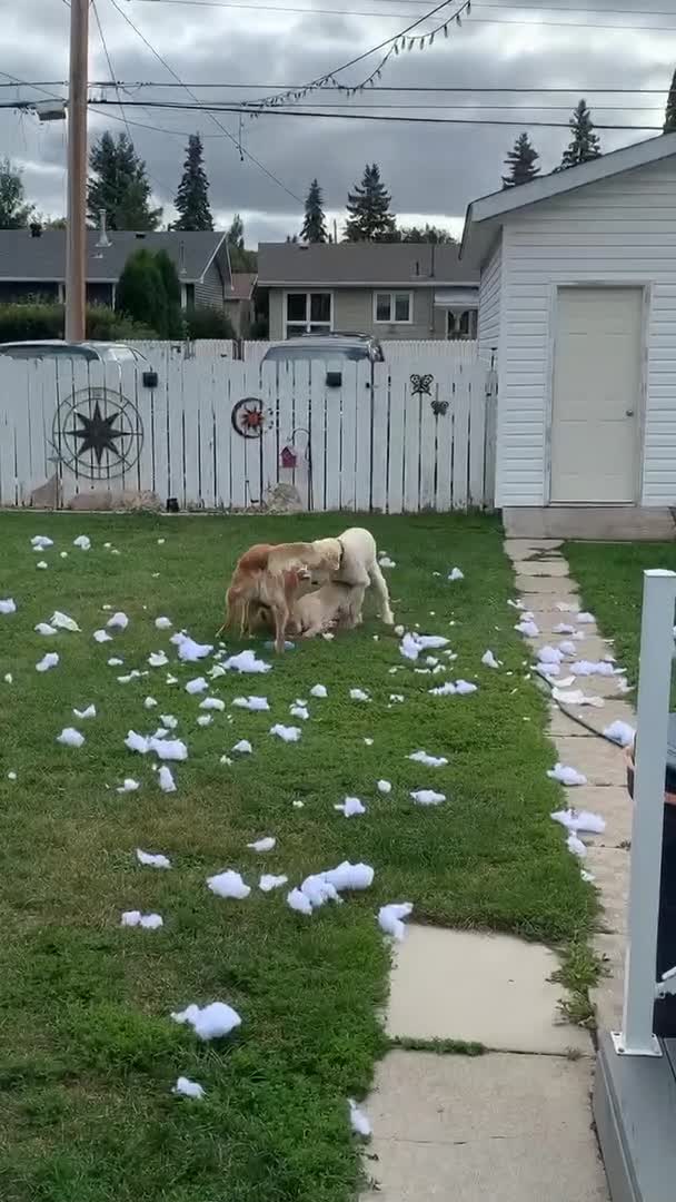 Three Dogs Destroy a Pillow