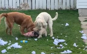 Three Dogs Destroy a Pillow - Animals - VIDEOTIME.COM