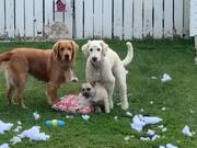 Three Dogs Destroy a Pillow