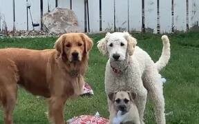 Three Dogs Destroy a Pillow - Animals - VIDEOTIME.COM