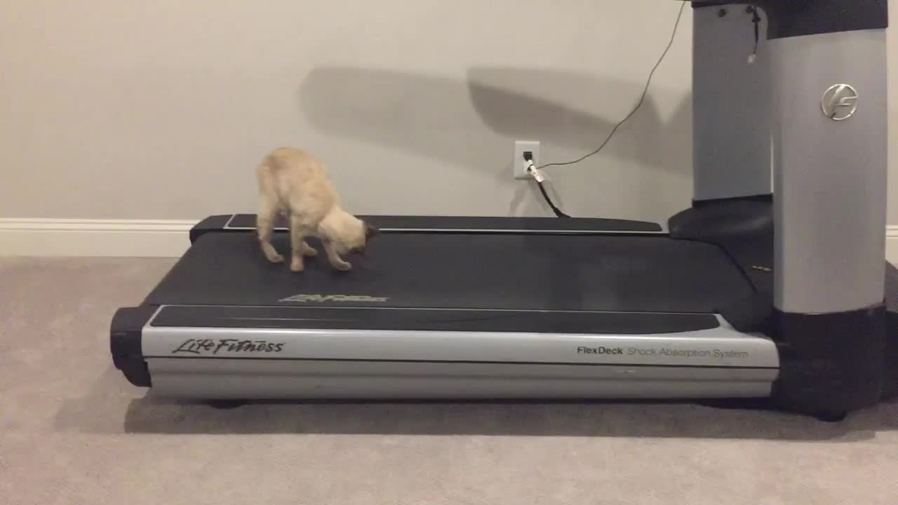 Cat Tries to Sit On Slow Moving Treadmill
