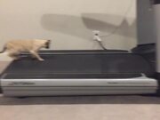 Cat Tries to Sit On Slow Moving Treadmill