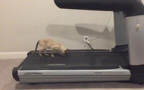 Cat Tries to Sit On Slow Moving Treadmill - Animals - VIDEOTIME.COM