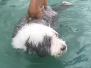 Scared Chihuahua Piggybacks on Bearded Collie