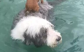 Scared Chihuahua Piggybacks on Bearded Collie - Animals - VIDEOTIME.COM