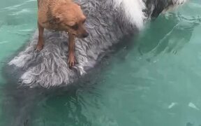 Scared Chihuahua Piggybacks on Bearded Collie - Animals - VIDEOTIME.COM