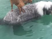 Scared Chihuahua Piggybacks on Bearded Collie