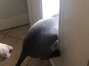 Puppy Struggles to Go Through Doggie Door
