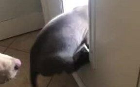 Puppy Struggles to Go Through Doggie Door - Animals - VIDEOTIME.COM