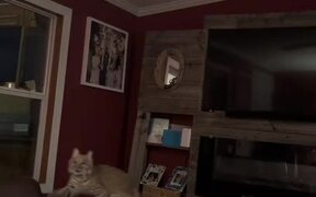 Cat Jumps to Touch Ceiling Fan's Strings