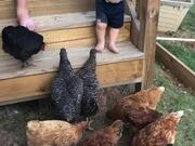 Toddler Adorably Feeds Chickens