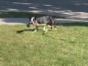 Dog Spins Around While Holding Water Bottle