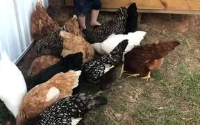 Toddler Adorably Feeds Chickens - Animals - VIDEOTIME.COM