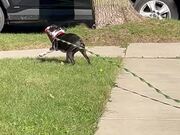 Dog Spins Around While Holding Water Bottle