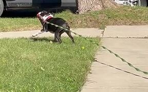 Dog Spins Around While Holding Water Bottle - Animals - VIDEOTIME.COM