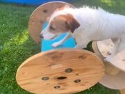 Russell Terrier Completes Backyard Obstacle Course