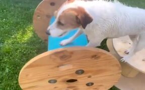 Russell Terrier Completes Backyard Obstacle Course - Animals - VIDEOTIME.COM