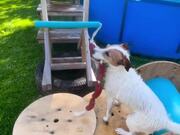 Russell Terrier Completes Backyard Obstacle Course