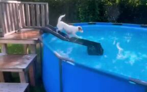 Russell Terrier Completes Backyard Obstacle Course - Animals - VIDEOTIME.COM
