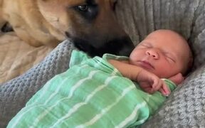 Dog Gently Nose Bumps Newborn to Play With Him
