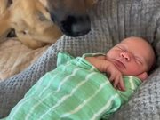 Dog Gently Nose Bumps Newborn to Play With Him