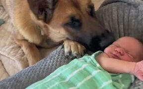 Dog Gently Nose Bumps Newborn to Play With Him - Animals - VIDEOTIME.COM