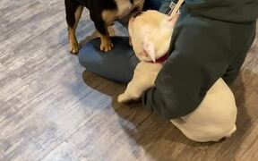 French Bullldog Tries to Pet Another Dog - Animals - VIDEOTIME.COM