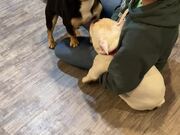 French Bullldog Tries to Pet Another Dog