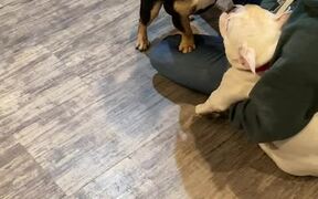 French Bullldog Tries to Pet Another Dog - Animals - VIDEOTIME.COM