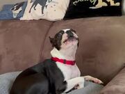 Dog Howls Along When Owner Plays Harmonica